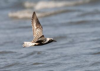 Black-bellied plover (Pluvialis squatarola) in flight over ocean. Galveston, Texas