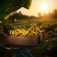 Banana bunches harvested in a wooden box in banana plantation with sunset. Natural organic fruit abundance. Agriculture, healthy and natural food concept.