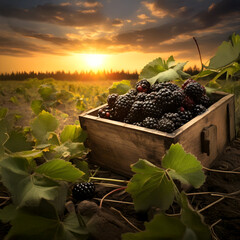 Blackberries harvested in a wooden box in a farm with sunset. Natural organic fruit abundance. Agriculture, healthy and natural food concept. Square composition.