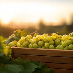 Gooseberries harvested in a wooden box in a farm with sunset. Natural organic fruit abundance. Agriculture, healthy and natural food concept.