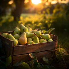 Green pears harvested in a wooden box in an orchard with sunset. Natural organic fruit abundance. Agriculture, healthy and natural food concept. Square composition.