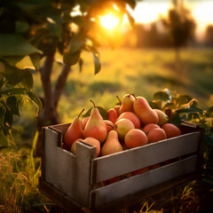 Orange pears harvested in a wooden box in an orchard with sunset. Natural organic fruit abundance. Agriculture, healthy and natural food concept. Vertical composition.