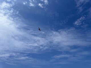 Blue cloudy sky and bird in flight.