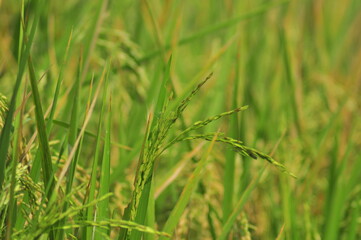 Green Background of beautiful paddy Field