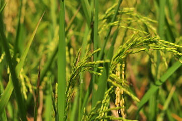 Green Background of beautiful paddy Field