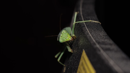 A green praying mantis is seen hanging from the steep edge of a black plastic frame, one of its front legs is seen holding onto the edge of the frame