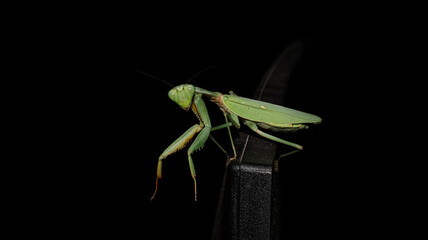 A green praying mantis is standing at the edge of a monitor screen, the mantis is seen opening its two thorny arms in readiness for a threat