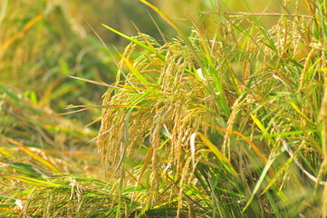 Green Background of beautiful paddy Field
