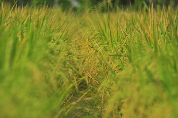 Green Background of beautiful paddy Field