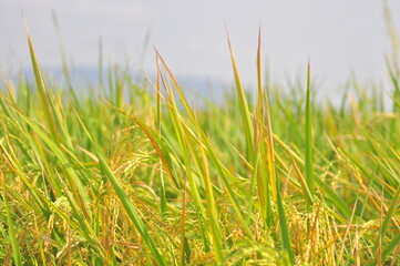 Green Background of beautiful paddy Field
