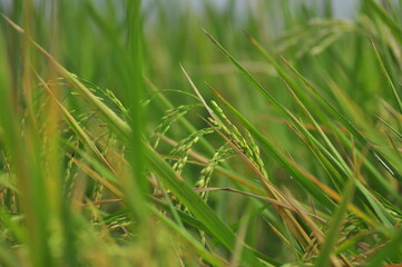 Green Background of beautiful paddy Field