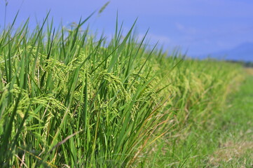 Green Background of beautiful paddy Field