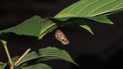 A brownish butterfly cocoon hangs beneath a green leaf, photographed close up against a dark...
