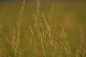 Green Background of beautiful paddy Field