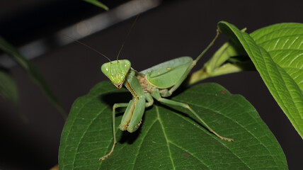 A close-up photo of a green praying mantis perched on a green leaf with its pincers closed and its left rear leg visible reaching for another leaf above it
