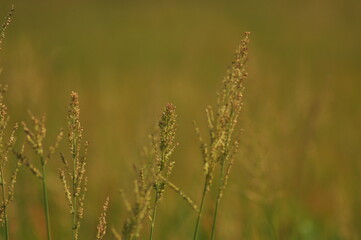 Green Background of beautiful paddy Field