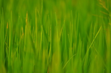 Green Background of beautiful paddy Field