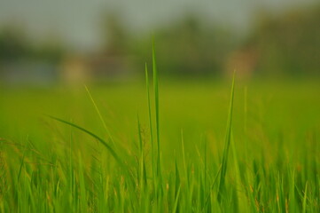 Green Background of beautiful paddy Field