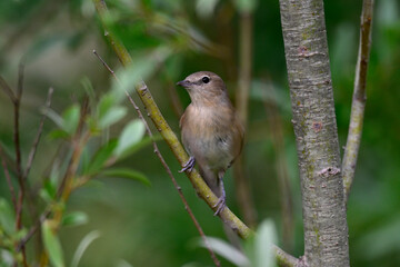 Gartengrasmücke // Garden warbler (Sylvia borin) - Germany