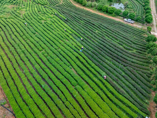 green tea plantation