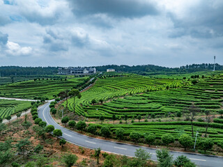 green tea plantation