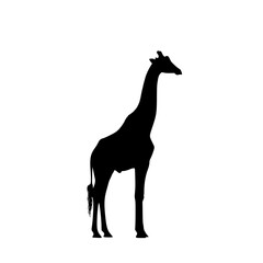Silhouette of a Giraffe Standing Tall Against a Plain White Background in a Studio Setting