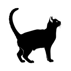 A Silhouette of A Black Cat Standing Upright with Its Tail Curled in The Air