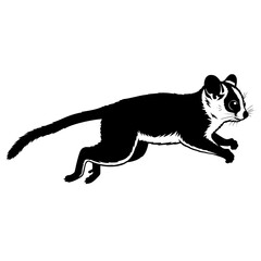 Anatomy and Characteristics of a Civet A Comprehensive Guide to Identification and Behavior