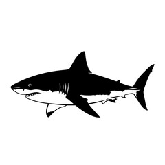 Magnificent Shark A Deep Dive Into the Ocean Predator and Marine Ecosystems and Sharks Behavior Around the World