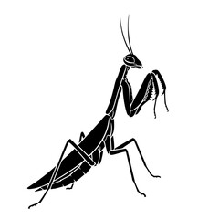 A Silhouette of a Praying Mantis in a Stance Ready to Attack and Hunt for Prey in the Wild