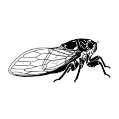 Cicada Life Cycle Natural History Insect Anatomy and Habitat Biological Illustration Entomology Arthropod Morphology Wing Structure Exoskeleton