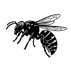 Detailed Black and White Illustration of a Wasp Depicting Its Delicate Wings and Segmented Abdomen in a Vector Style