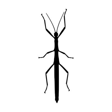 Camouflaged Creatures The Art of Deception and Survival in the Insect World A Look at Stick Insects