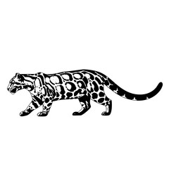 Clouded Leopard A Beautiful and Elusive Animal with Distinctive Markings Roaming Across the Forests