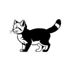 A Black and White Kitten With a Bushy Tail Standing on a White Surface