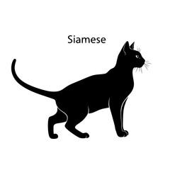 The Graceful Siamese A Guide to Understanding This Beautiful and Vocal Breed with Their Unique Characteristics and Traits