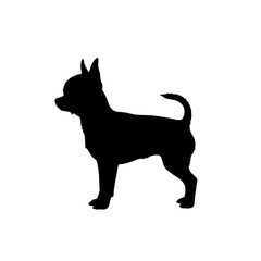 Unveiling the Miniature Marvel A Comprehensive Look at the Chihuahua Breed and Its Charming Traits