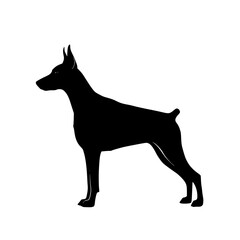 Sleek and Powerful Black Doberman Pinscher Standing Tall A Canine Breed Characterized by Its Alertness Intelligence and Loyalty