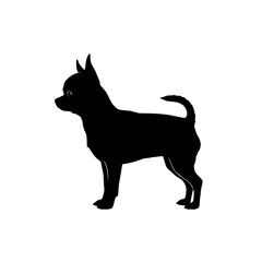 Chihuahua Dog Breed A Comprehensive Guide to Understanding Temperament Care and Health Needs