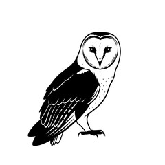 Majestic Barn Owl A Creature of the Night A Symbol of Wisdom and Mystery