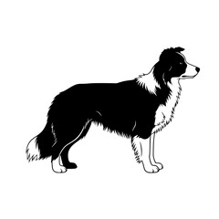 Understanding Border Collie Breed Characteristics Temperament Care and Training for Active Dog Owners