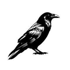 A Detailed Study of Corvus Corax A Look into the World of the Common Raven