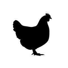 The Common Chicken A Comprehensive Overview of Anatomy Breeds Behavior and Care Considerations