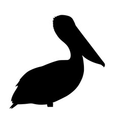 A Majestic Silhouette The Flight of Grace And Beauty in the Avian Kingdom