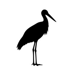 Silhouette of a Black Stork Standing Gracefully in Serene Elegance Symbolizing Mystery and the Beauty of Wildlife