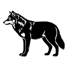 Fototapeta premium The Elusive Beauty and Wild Nature of the Wolf a Symbol of Wilderness and Strength