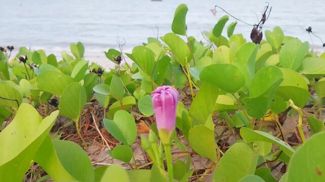 Beach Morning Glory Flowers (ipomoea obscura) Blooming on Coastal Sand