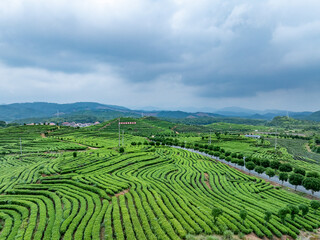 green tea plantation