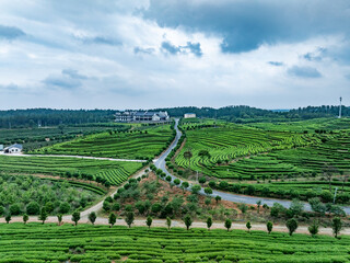 green tea plantation