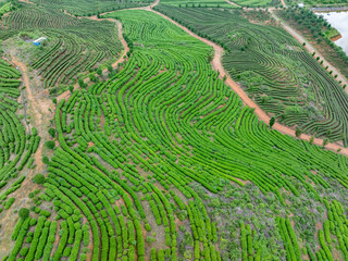green tea plantation